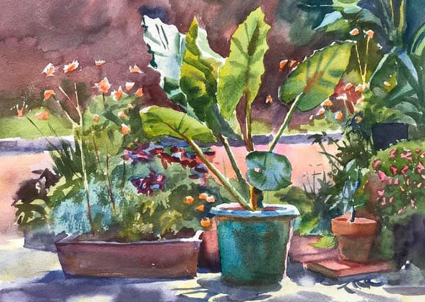 Taro Never Knows | Jesse’s Garden in Belhaven