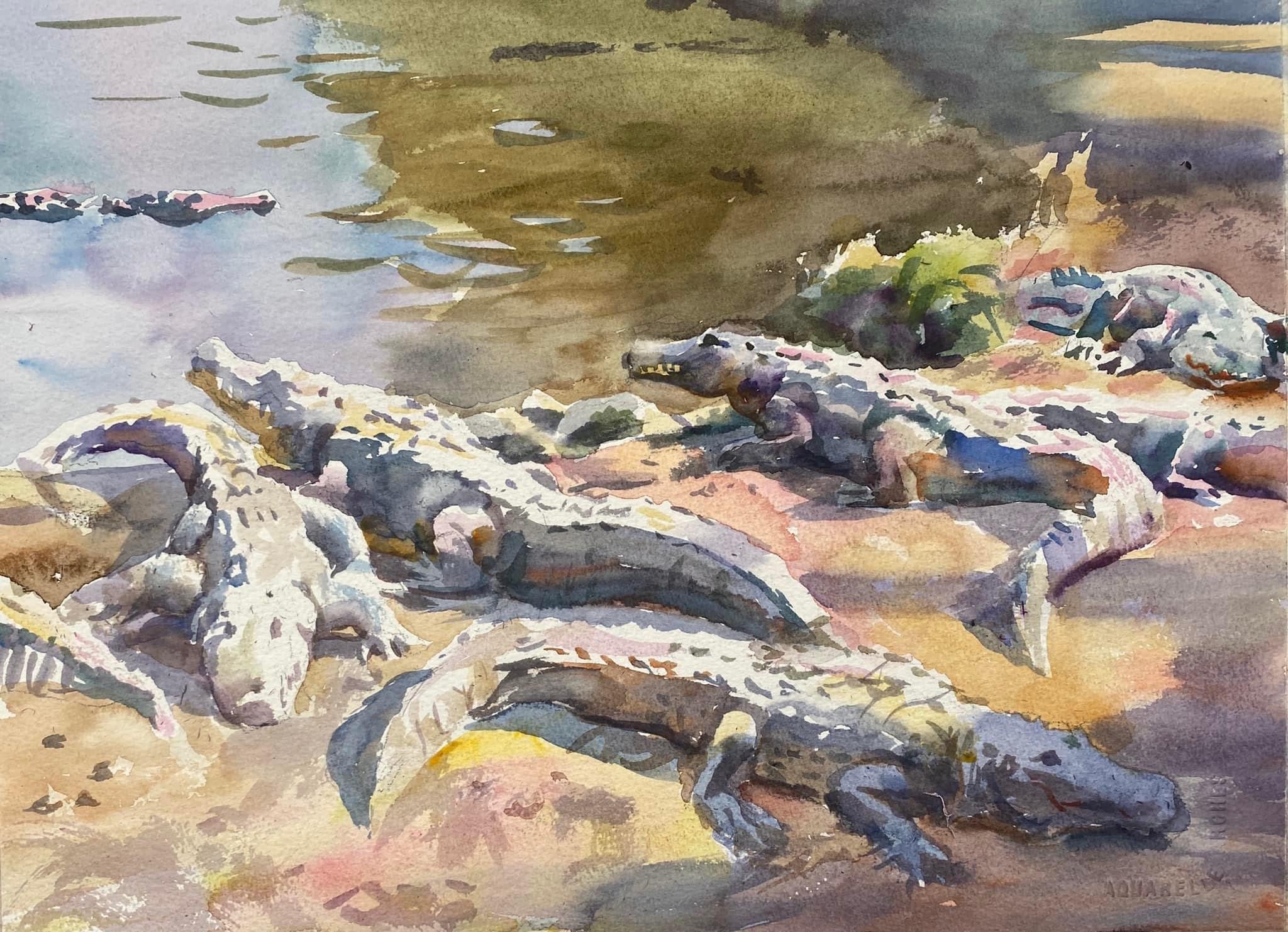 Dangerous Alligations | The Everglades
