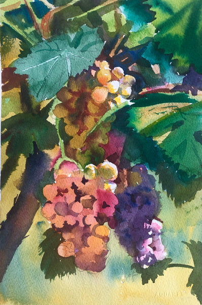 A Bunch of Grapes | Frascati
